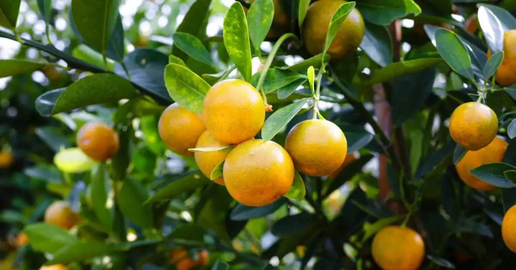 Fruit waterrijk kiezen