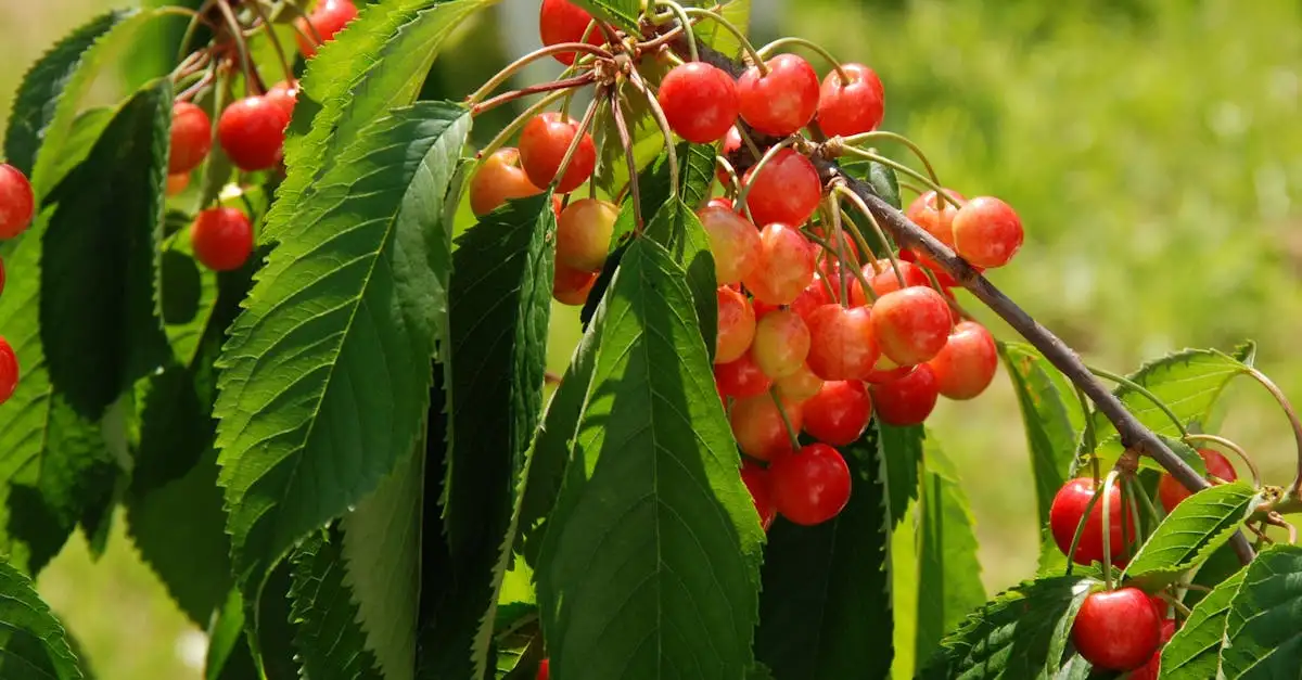 Seizoensfruit vol vitaminen