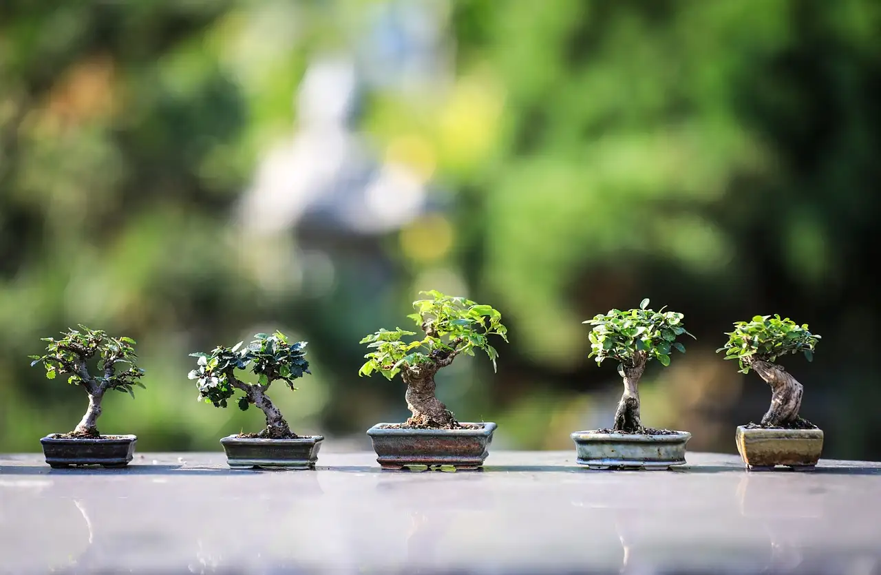 Zen tuin bouwen
